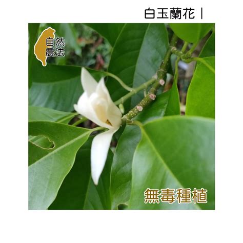 白玉蘭花種植禁忌|玉蘭花